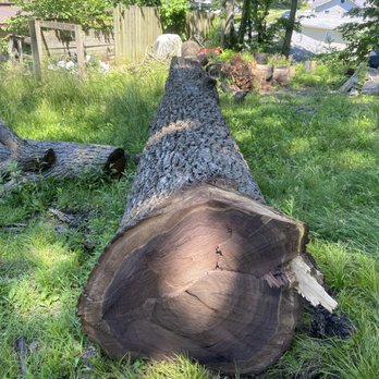 Premium Tree Service - Tree Services Near Me Premium Tree Service - Tree Services Near Me