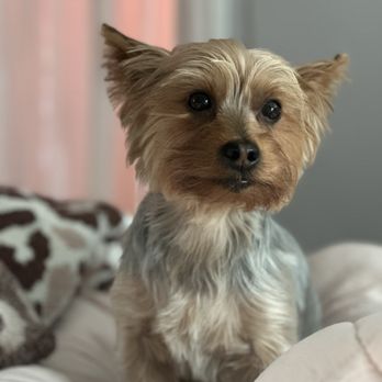 Master Pups - Length: Short with teddy bear cut around the face - Pet Groomers Near Me - Flushing, New York Master Pups - Length: Short with teddy bear cut around the face - Pet Groomers Near Me - Flushing, New York