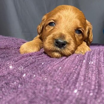 Doodle Paw Ranch - Pet Breeders Near Me Doodle Paw Ranch - Pet Breeders Near Me