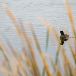 Kern National Wildlife Refuge - Kern National Wildlife Refuge