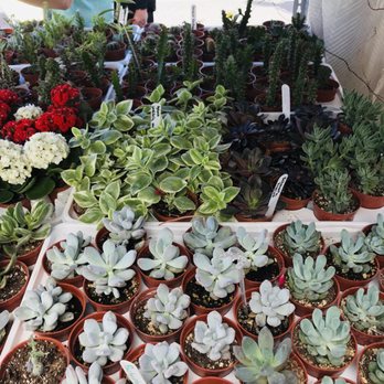 Marché Atwater - Succulents - Public Markets Near Me - Montreal, Quebec Marché Atwater - Succulents - Public Markets Near Me - Montreal, Quebec