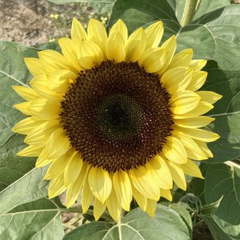 Maplewood Farm - Sunflower - Portsmouth, Rhode Island Maplewood Farm - Sunflower - Portsmouth, Rhode Island