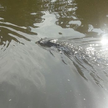 Cajun Critters Swamp Tour - Tours Near Me - Westwego, Louisiana