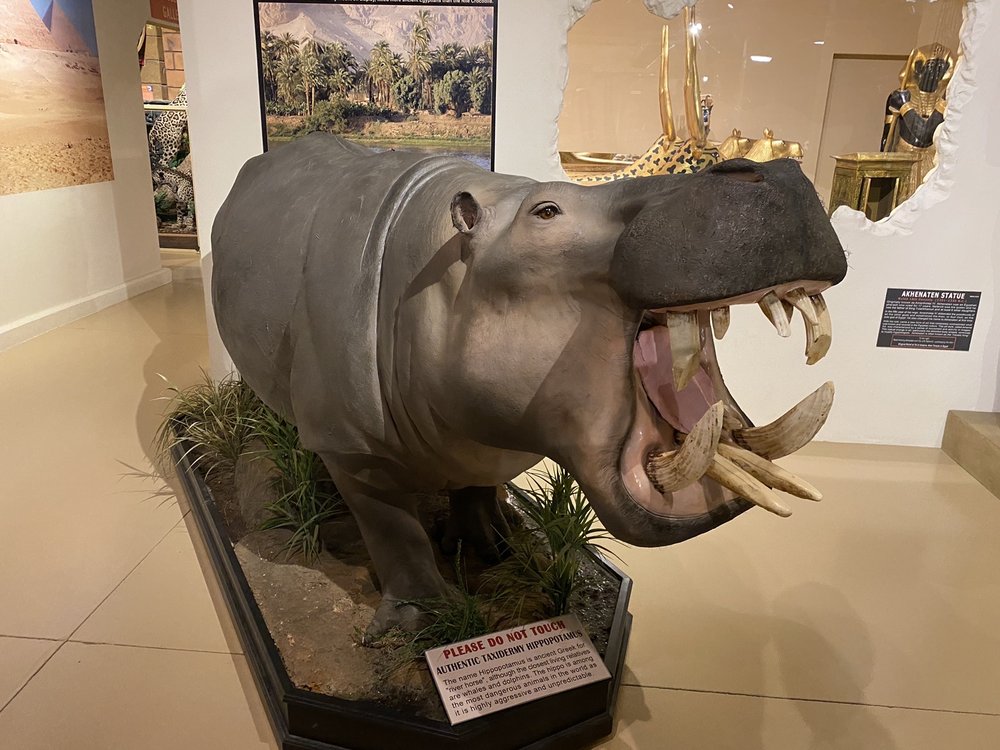 THE DINOSAUR STORE 135 Photos & 70 Reviews 250 W Cocoa Beach Cswy