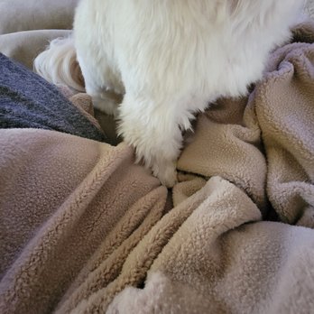 Canine Shine-Pet Grooming - Paws and legs not even trimmed. - Pet Groomers Near Me - FAIRPORT, New York Canine Shine-Pet Grooming - Paws and legs not even trimmed. - Pet Groomers Near Me - FAIRPORT, New York