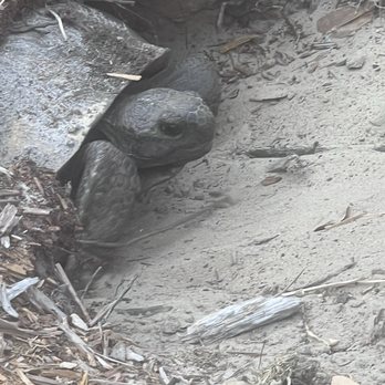 St Alfred's Episcopal Church - Turtle Adopt - Churches Near Me - Palm Harbor, Florida St Alfred's Episcopal Church - Turtle Adopt - Churches Near Me - Palm Harbor, Florida