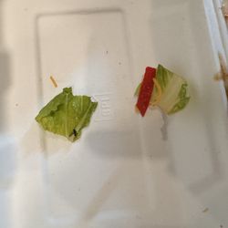 Meconi's Italian Subs - Tumwater - Bug on lettuce. Lucky me.