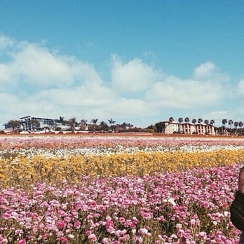 The Flower Fields - Venues & Event Spaces Near Me - Carlsbad, California