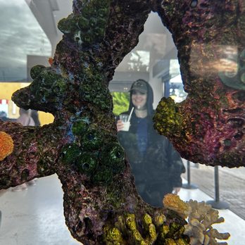 Underwater Cantina - Coral reef - Cocktail Bars Near Me - San Diego, California Underwater Cantina - Coral reef - Cocktail Bars Near Me - San Diego, California