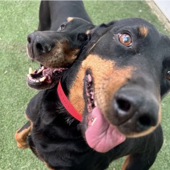 Springdale Pet Ranch - Happy girls!! - Pet Training Near Me - Arroyo Grande, California Springdale Pet Ranch - Happy girls!! - Pet Training Near Me - Arroyo Grande, California