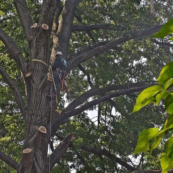 Omni Tree Service - Omni Tree Service | Tree Bracing & Cabling - Tree Services Near Me - Ellisville, Missouri Omni Tree Service - Omni Tree Service | Tree Bracing & Cabling - Tree Services Near Me - Ellisville, Missouri