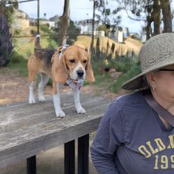 St. Mary's Dog Play Area