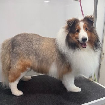 Zoomin Groomin - Pet Groomers Near Me