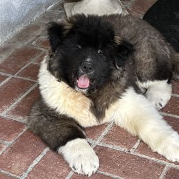 Our little boy Nikko