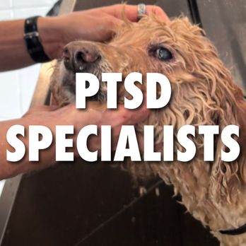 Collar & Comb - PTSD specialists at Collar & Comb in West Hollywood - Pet Groomers Near Me - Los Angeles, California Collar & Comb - PTSD specialists at Collar & Comb in West Hollywood - Pet Groomers Near Me - Los Angeles, California