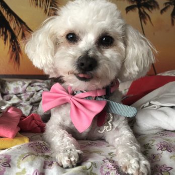 Lazy Dog Grooming - Pet Groomers Near Me - Henderson, Nevada