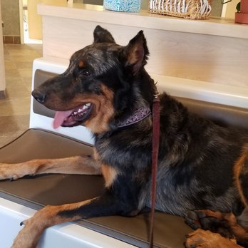 SAGE Veterinary Centers - Campbell - Alasdair who knows the routine - Veterinarians Near Me - Campbell, California SAGE Veterinary Centers - Campbell - Alasdair who knows the routine - Veterinarians Near Me - Campbell, California