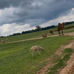 Safari Wild Animal Park - Animals on the safari trail!