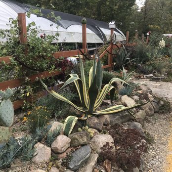 Groovy Plants Ranch - Neat giant plants out by the parking lot - Nurseries & Gardening Near Me - Marengo, Ohio