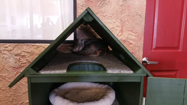 The Cat Cafe by null