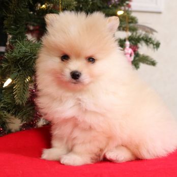 Passionate PomPoms - Pet Breeders Near Me Passionate PomPoms - Pet Breeders Near Me