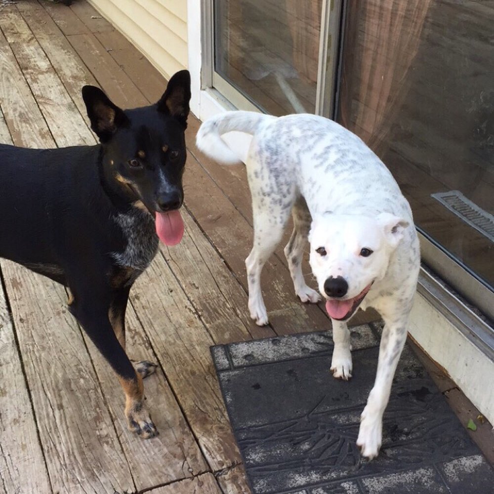 Divine Veterinary Clinic - These two love Divine Veterinary Clinic! - Veterinarians Near Me - Ozark, Missouri Divine Veterinary Clinic - These two love Divine Veterinary Clinic! - Veterinarians Near Me - Ozark, Missouri