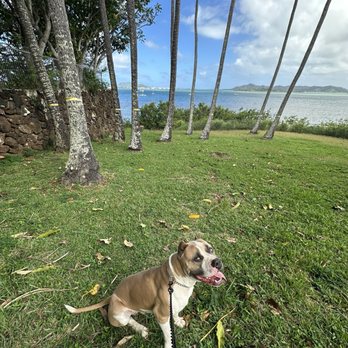 Alpha K9 Training - Deezo - Pet Training Near Me