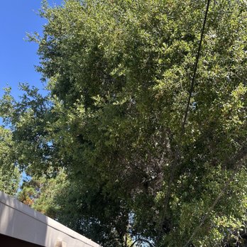 Califa Tree Care - Before service - Tree Services Near Me