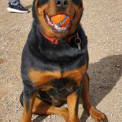 The K-9 Handler All Breed Certified Dog Training