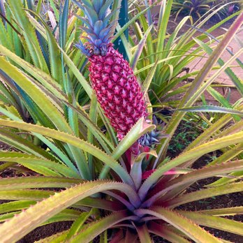 Hawaii Turtle Tours - Pink pineapple at Dole Plantation - Tours Near Me - Honolulu, Hawaii