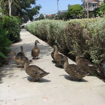 Venice Canals - The geese are cute, until you step in their poop - Landmarks & Historical Buildings Near Me - Venice, California Venice Canals - The geese are cute, until you step in their poop - Landmarks & Historical Buildings Near Me - Venice, California