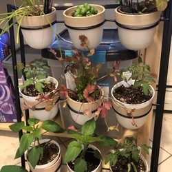 Harvey's Farm and Garden Center - Herbs and veggies