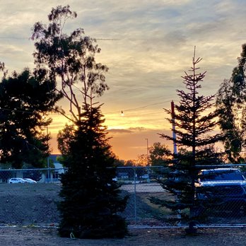 Noonan's Christmas Trees - Christmas Trees Near Me - Costa Mesa, California Noonan's Christmas Trees - Christmas Trees Near Me - Costa Mesa, California