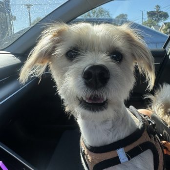 Pet Rush Inn - Pet Sitting Near Me - Burbank, California