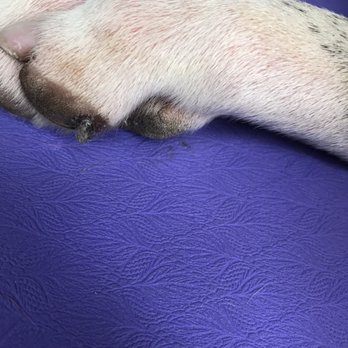 Bayview Veterinary Hospital - Piece of paw pad scrapped off from when they "scrubbed the poop off of him" - Veterinarians Near Me - Bremerton, Washington Bayview Veterinary Hospital - Piece of paw pad scrapped off from when they "scrubbed the poop off of him" - Veterinarians Near Me - Bremerton, Washington