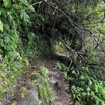 Makiki-Manoa Cliffs Hike - Hiking Near Me - Honolulu, Hawaii