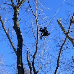 CJ's Tree Service - Removals