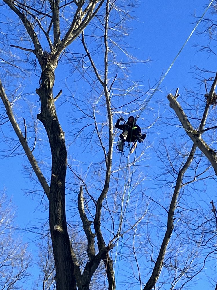 CJ's Tree Service - tree service in Pittsburgh, PA