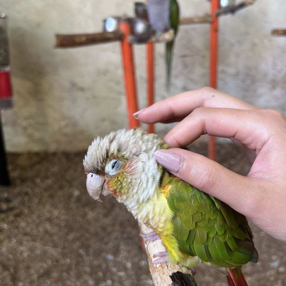 Parrot Mountain & Gardens - Baby bird! - Parks Near Me - Pigeon Forge, Tennessee Parrot Mountain & Gardens - Baby bird! - Parks Near Me - Pigeon Forge, Tennessee