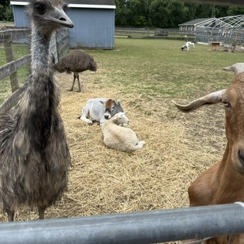Papa's Farm and Mini Friends - Sheep and cow cuddling, emus, goats - Petting Zoos Near Me - Howell, New Jersey