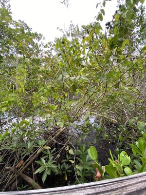 Richardson Historic Park & Nature Preserve by null