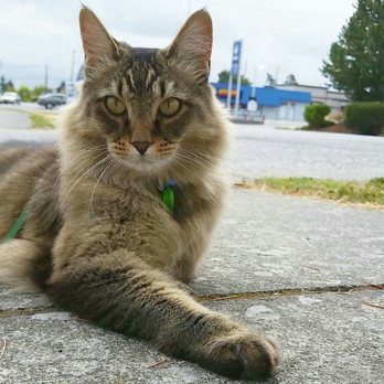 Island Farm & Pet - Our shop kitty Jack. - Pet Stores Near Me - Anacortes, Washington Island Farm & Pet - Our shop kitty Jack. - Pet Stores Near Me - Anacortes, Washington