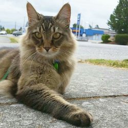 Island Farm & Pet - Our shop kitty Jack.
