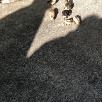 Smith's Family Garden Luau - Baby chicks - Music Venues Near Me - Kapaa, Hawaii