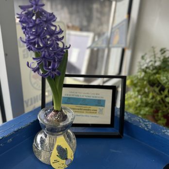 Graustark Laundry - Beautiful things are blooming at Graustark Laundry! - Laundromat Near Me - Houston, Texas Graustark Laundry - Beautiful things are blooming at Graustark Laundry! - Laundromat Near Me - Houston, Texas