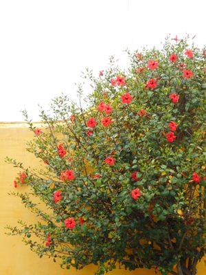 Forte de São Tiago by null