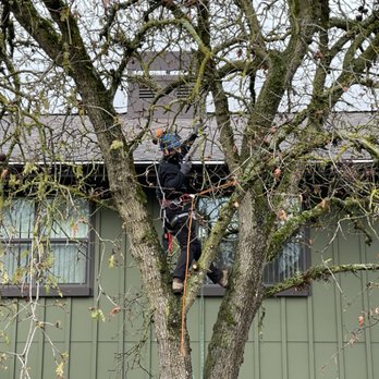 Image Tree Pros - Tree Services Near Me - Windsor, California