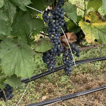 Flag Hill Distillery & Winery - grapes on the vine - Wineries Near Me - Lee, New Hampshire