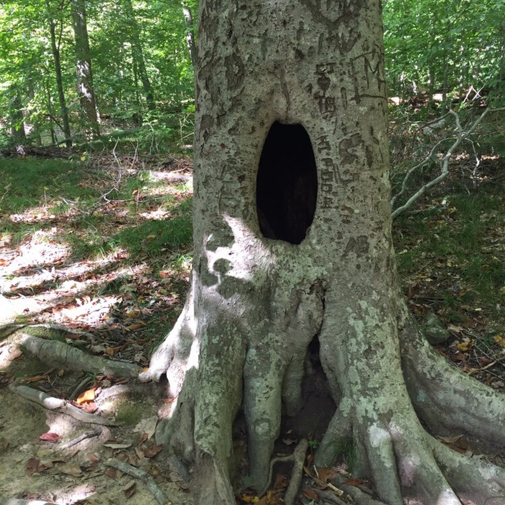 Brown County State Park - Awesome nature everywhere - Hiking Near Me - Nashville, Indiana Brown County State Park - Awesome nature everywhere - Hiking Near Me - Nashville, Indiana