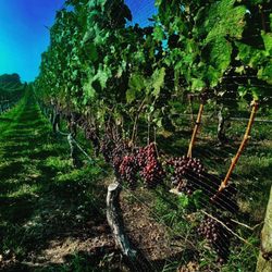 Pellegrini Vineyards